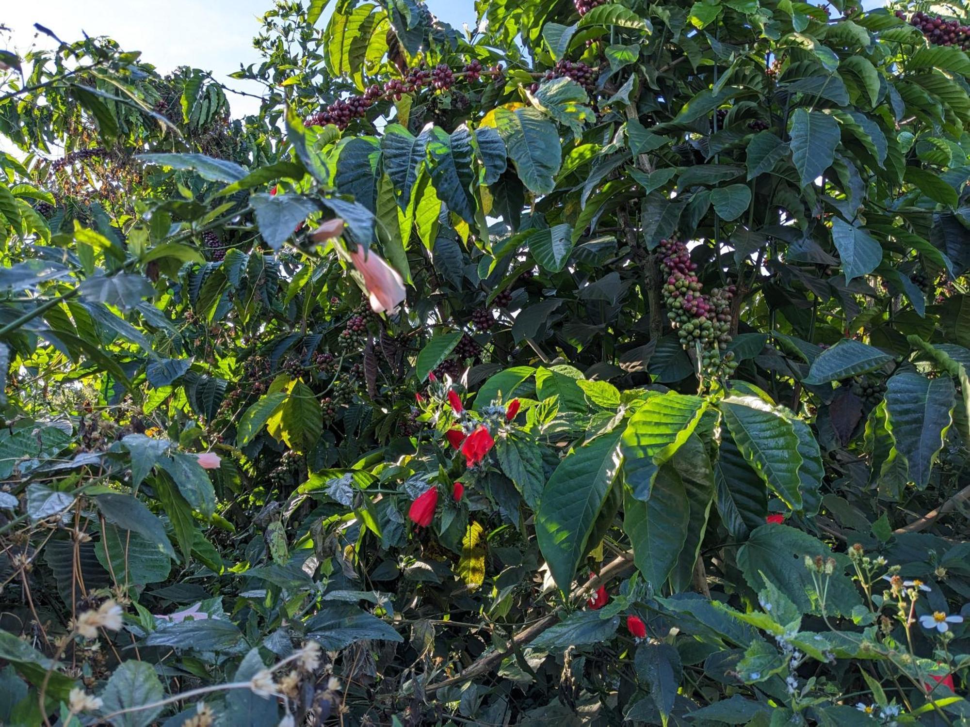 Ivy Coffee Farm - Garden House Apartment Duc Trong Luaran gambar