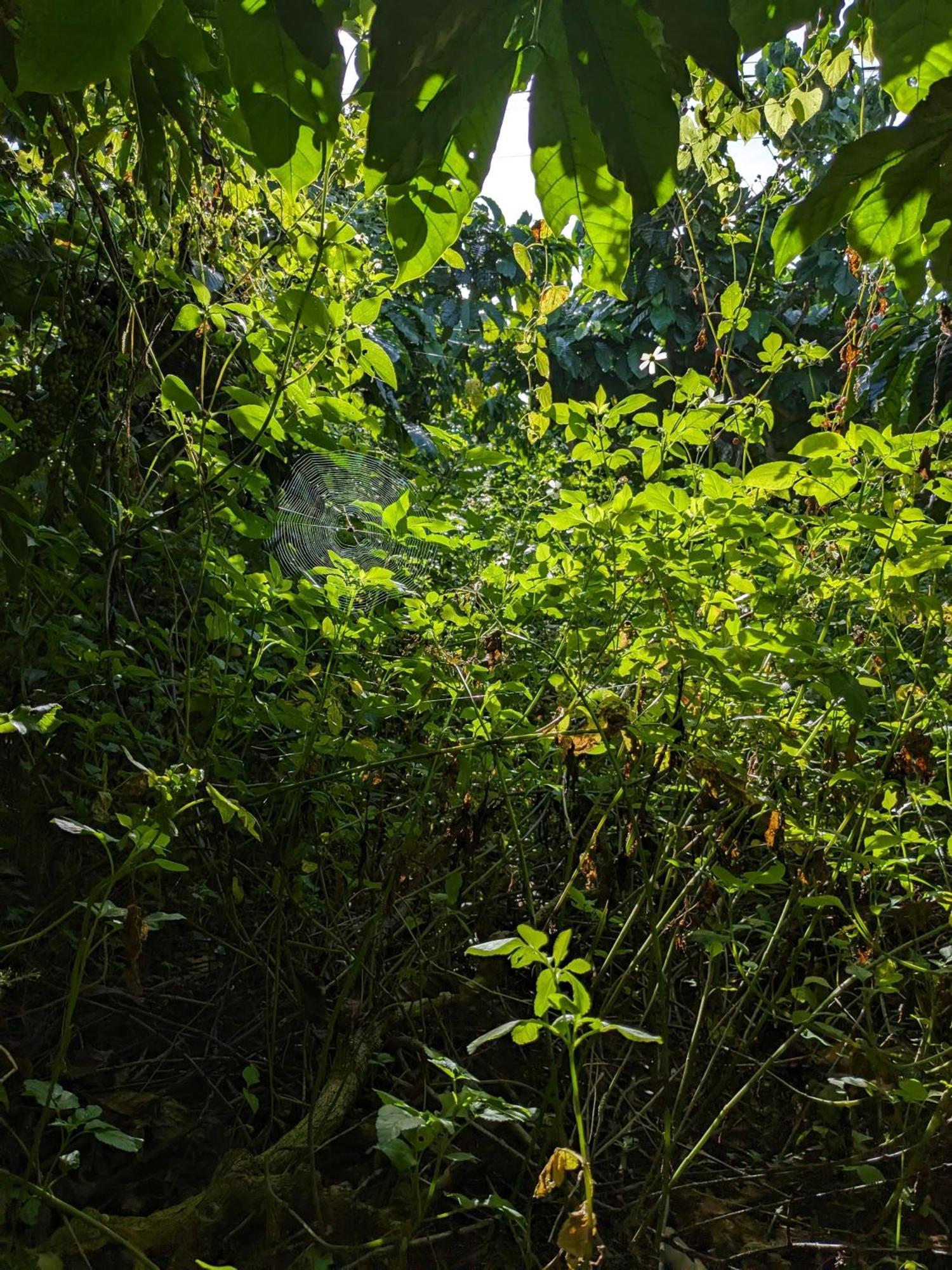 Ivy Coffee Farm - Garden House Apartment Duc Trong Luaran gambar