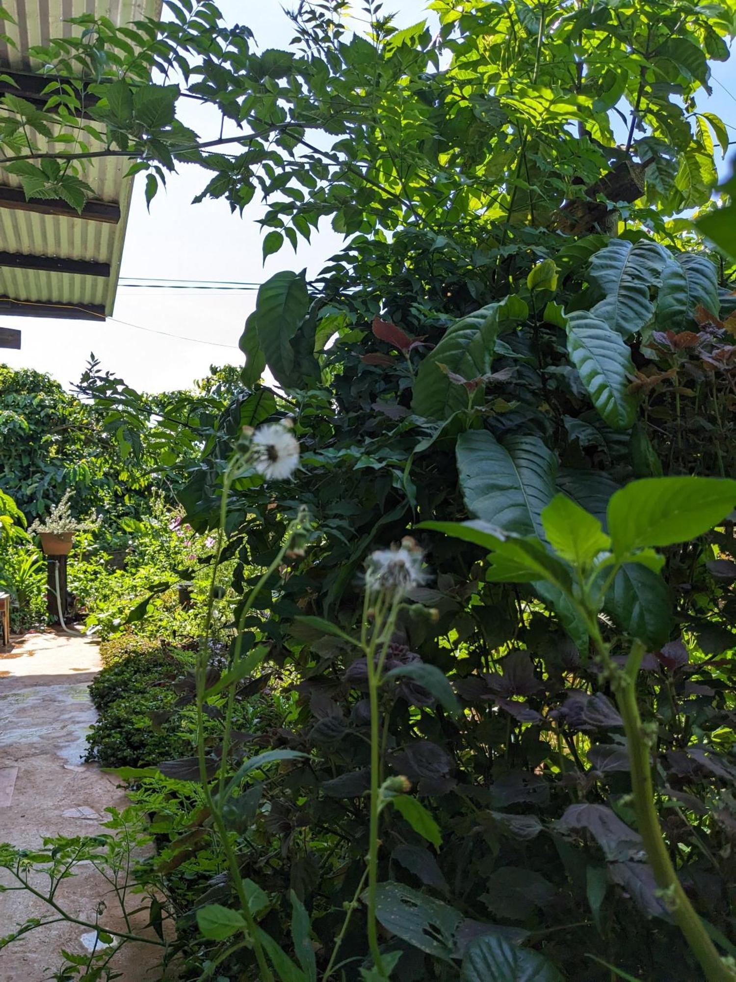 Ivy Coffee Farm - Garden House Apartment Duc Trong Luaran gambar