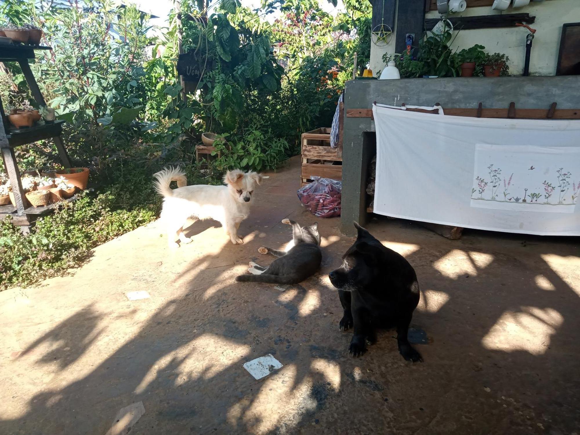 Ivy Coffee Farm - Garden House Apartment Duc Trong Luaran gambar