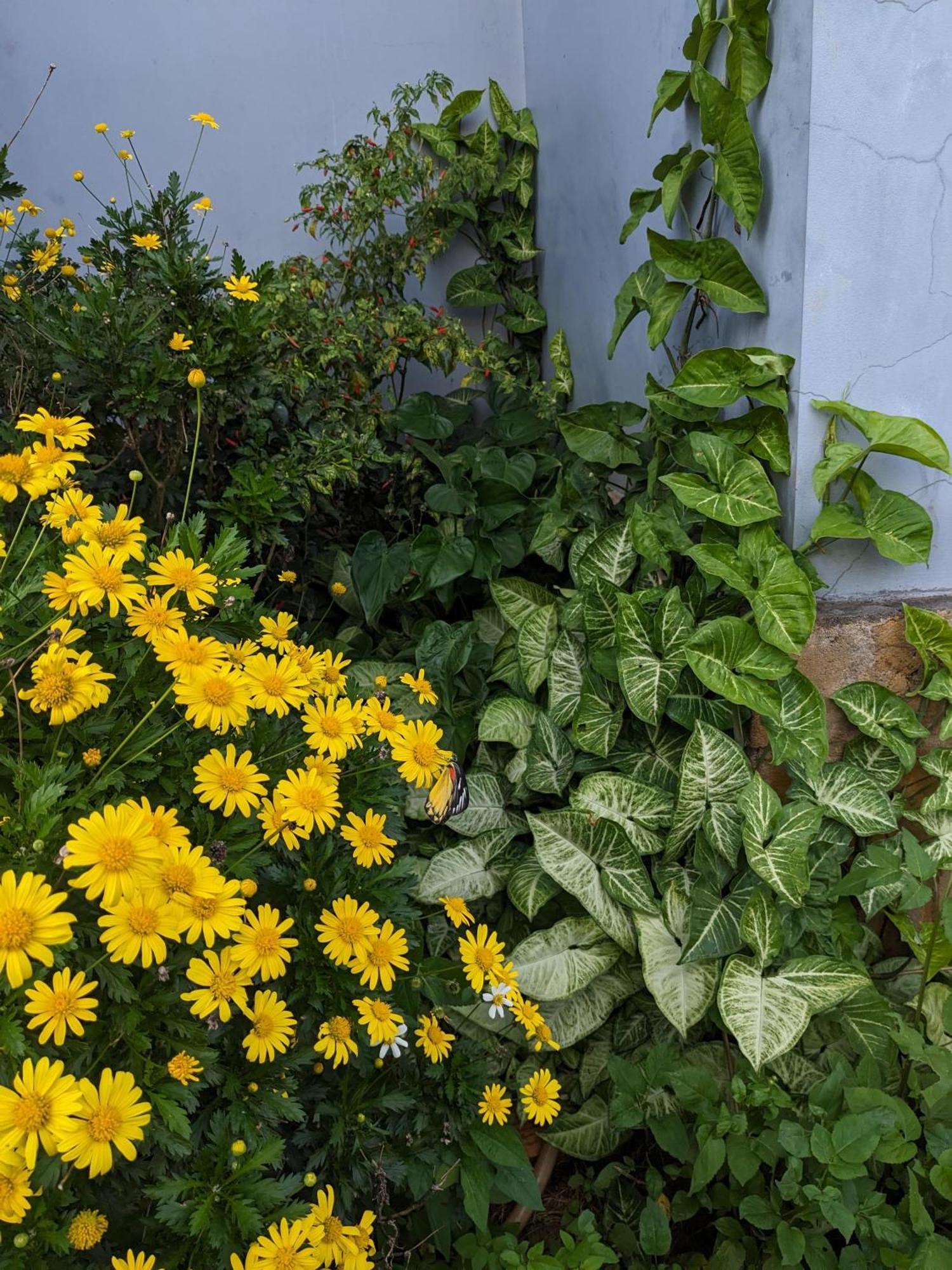 Ivy Coffee Farm - Garden House Apartment Duc Trong Luaran gambar